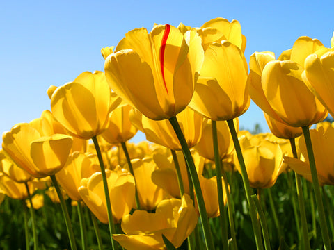 Field of Tulips